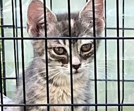 Big Sioux Veterinary Care