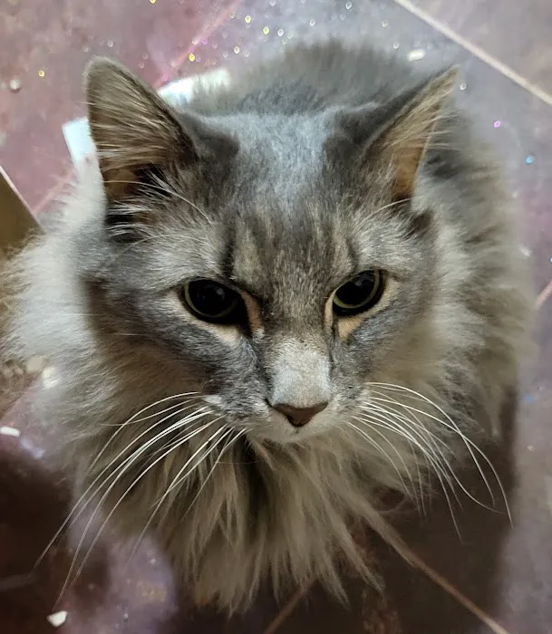 Big Sioux Veterinary Care Picture 3