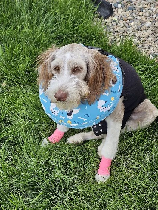 Sutton Veterinary Clinic, PC Picture 3