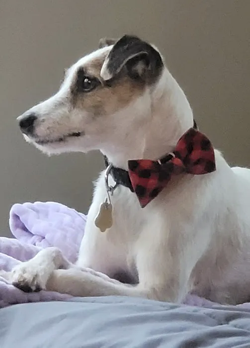 Sutton Veterinary Clinic, PC Picture 6