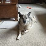 Heartland Veterinary Clinic