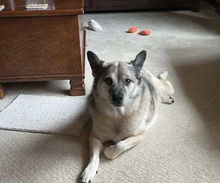 Heartland Veterinary Clinic