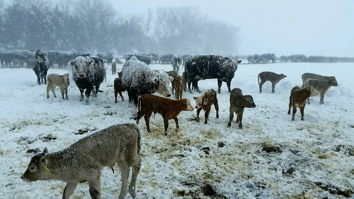 Adams Animal Care Picture 2