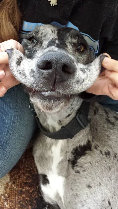 Adams Animal Care Picture 6