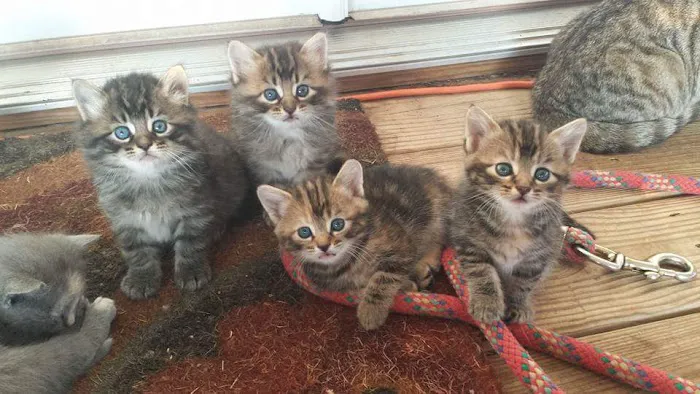 Adams Animal Care Picture 10