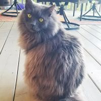 Ehlers Animal Care ico