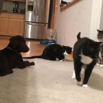 Nebraska Animal Medical Center