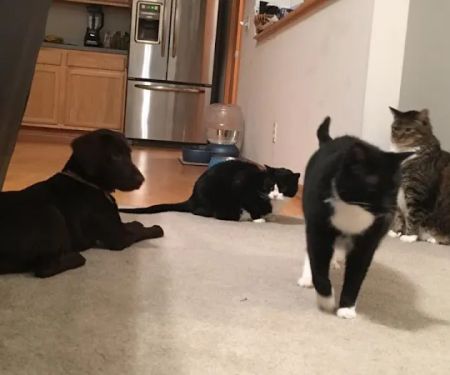 Nebraska Animal Medical Center