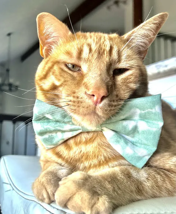 Synergy Animal Care Picture 2