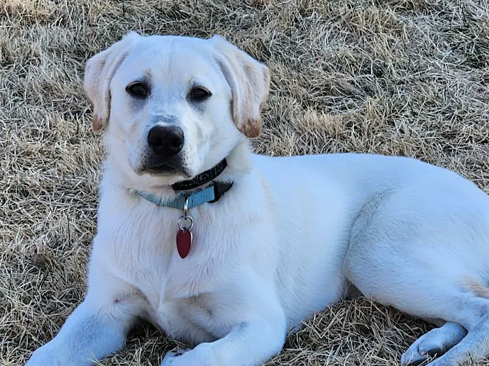 Synergy Animal Care Picture 5