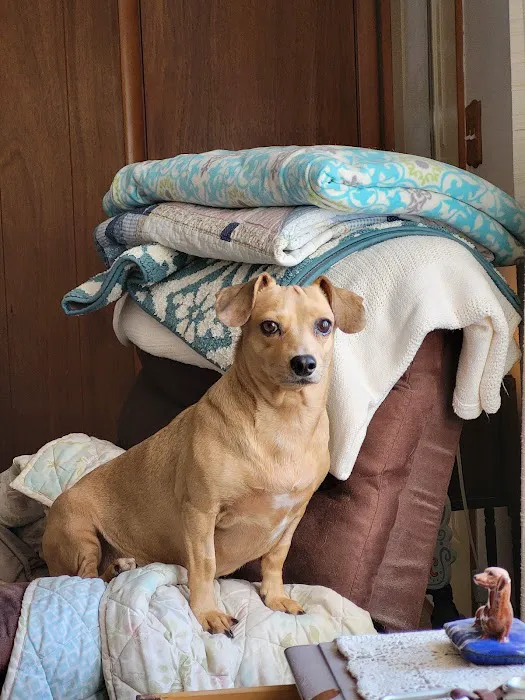 Synergy Animal Care Picture 6