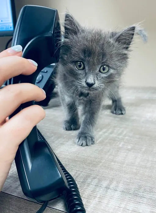 Synergy Animal Care Picture 9