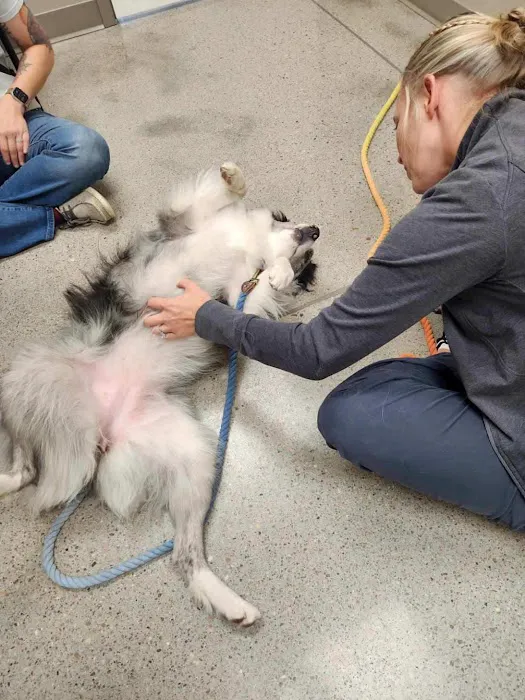 Synergy Animal Care Picture 10