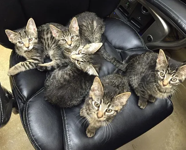 South Ridge Animal Clinic Picture 2