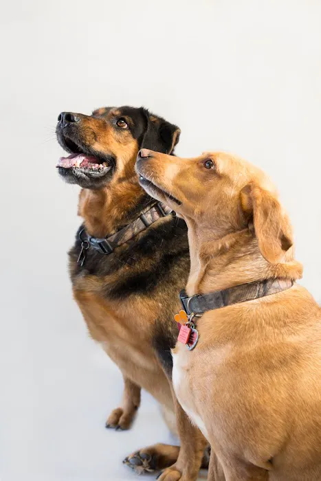 South Ridge Animal Clinic Picture 8