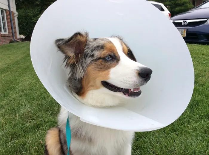 South Ridge Animal Clinic Picture 5