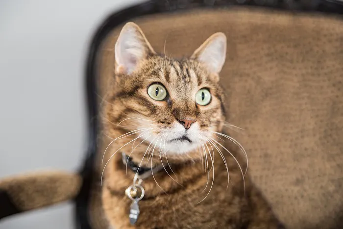 South Ridge Animal Clinic Picture 6