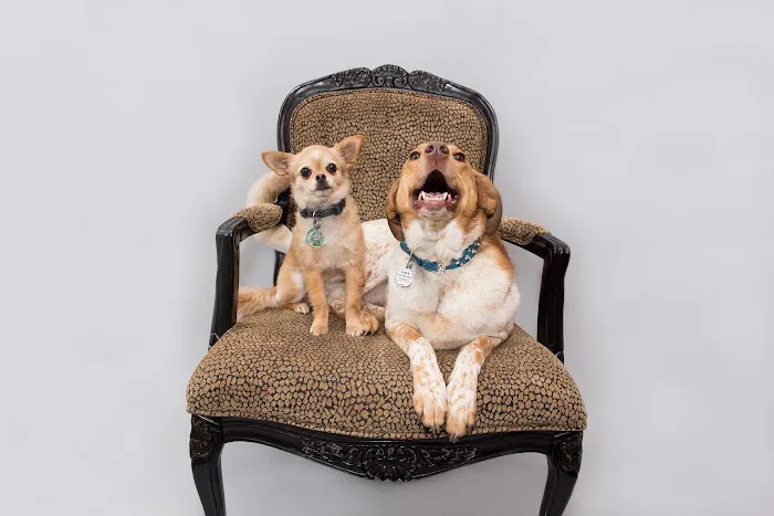 South Ridge Animal Clinic Picture 10