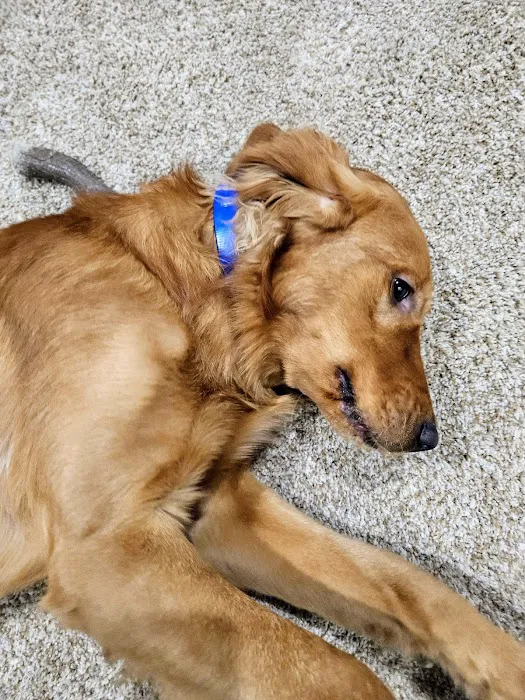 Yankee Hill Veterinary Hospital Picture 2