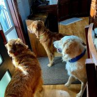 Yankee Hill Veterinary Hospital ico