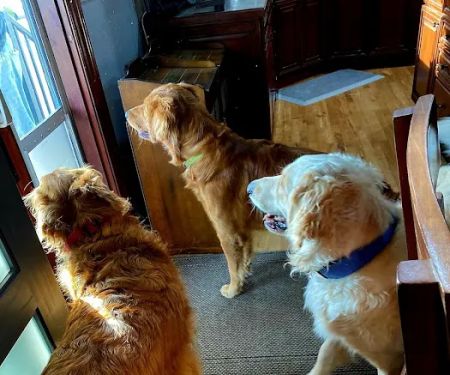 Yankee Hill Veterinary Hospital