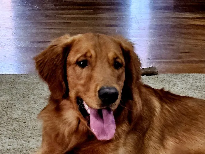 Yankee Hill Veterinary Hospital Picture 3