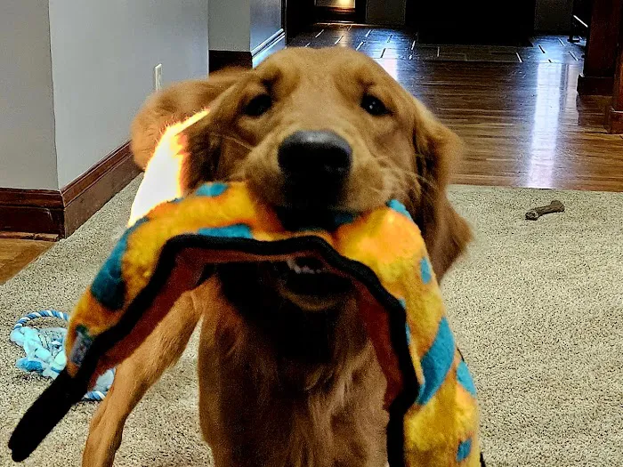 Yankee Hill Veterinary Hospital Picture 5