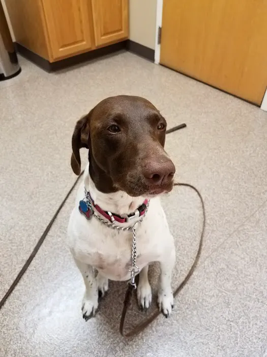 Yankee Hill Veterinary Hospital Picture 7