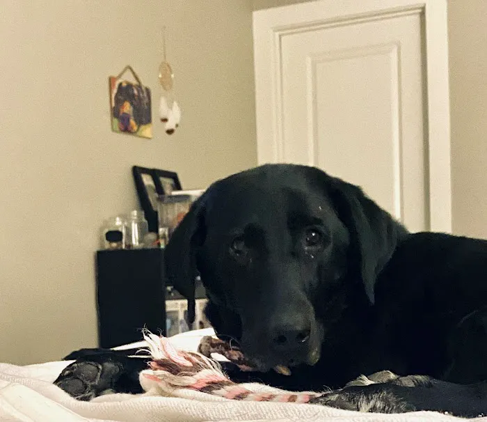 Yankee Hill Veterinary Hospital Picture 9