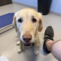 Pitts Veterinary Hospital ico