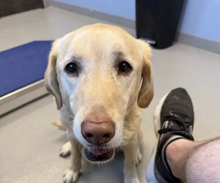 Pitts Veterinary Hospital