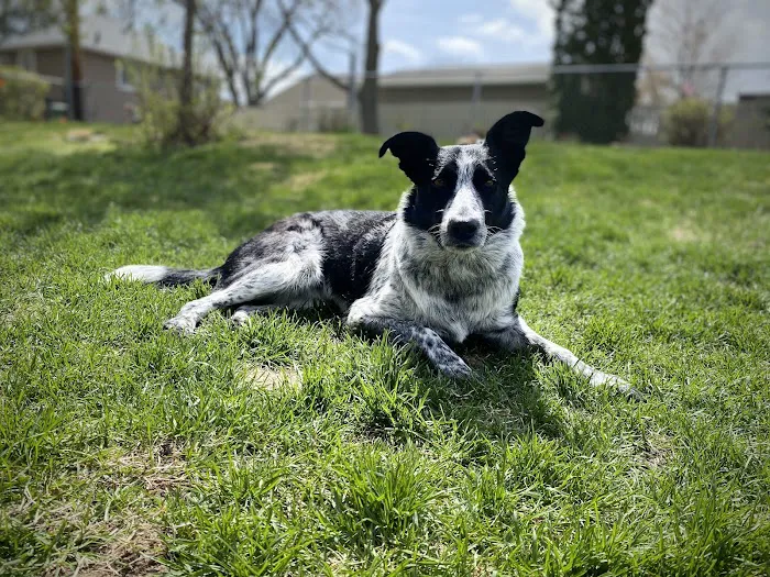 Pitts Veterinary Hospital Picture 2