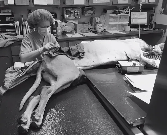 Pitts Veterinary Hospital Picture 7