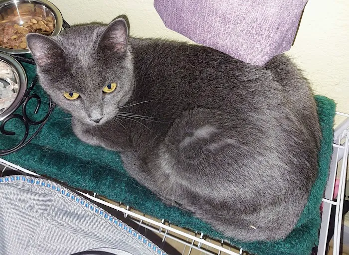 Eagle Animal Hospital and Pet Resort Picture 3