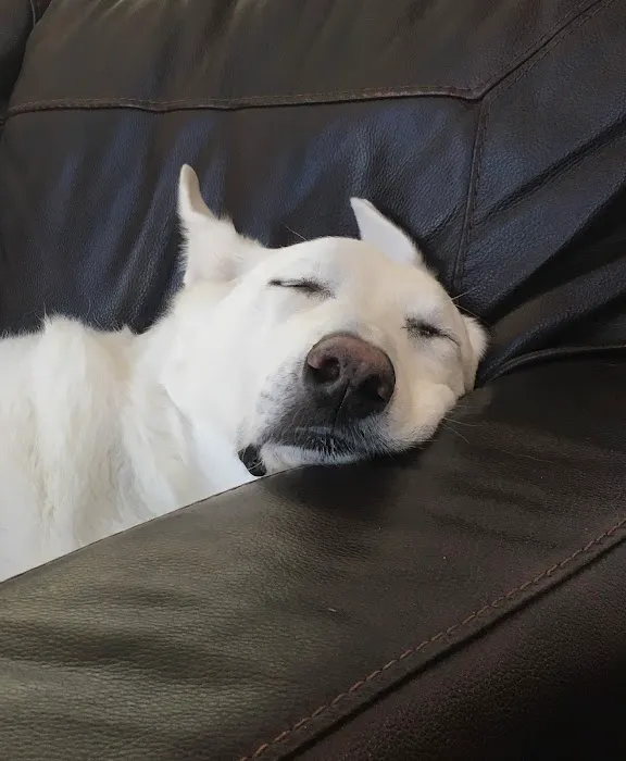 Eagle Animal Hospital and Pet Resort Picture 1