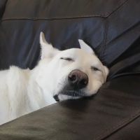 Eagle Animal Hospital and Pet Resort ico