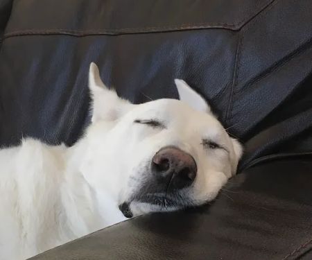 Eagle Animal Hospital and Pet Resort