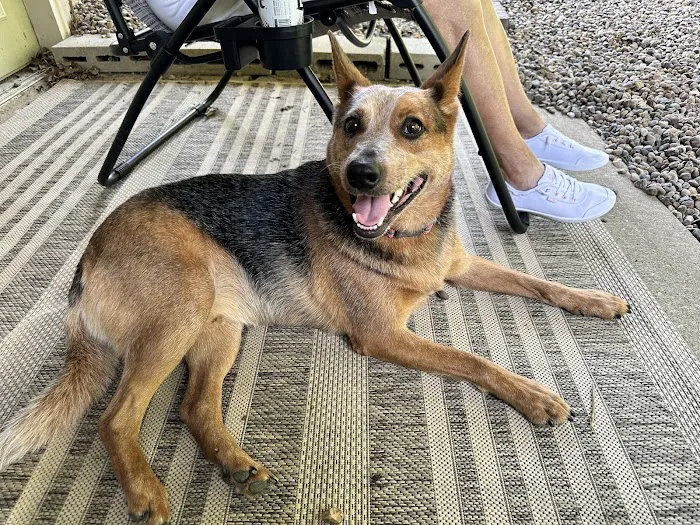 Eagle Animal Hospital and Pet Resort Picture 4