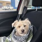 NKC Animal Clinic & Daycare