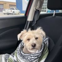 NKC Animal Clinic & Daycare ico