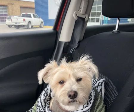 NKC Animal Clinic & Daycare