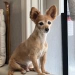 Lansing Veterinary Hospital