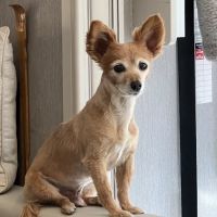 Lansing Veterinary Hospital ico