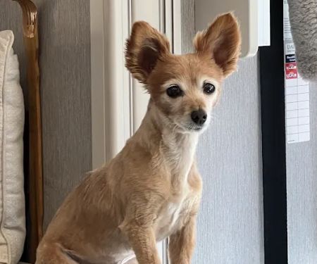 Lansing Veterinary Hospital