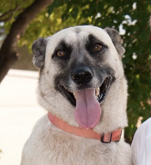 Lansing Veterinary Hospital Picture 6