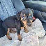 Wolf Creek Veterinary Clinic