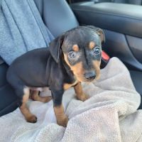 Wolf Creek Veterinary Clinic ico