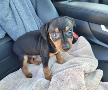 Wolf Creek Veterinary Clinic