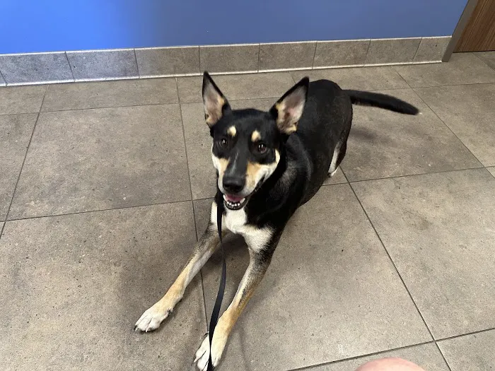 Piper Heritage Veterinary Clinic Picture 1