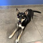 Piper Heritage Veterinary Clinic